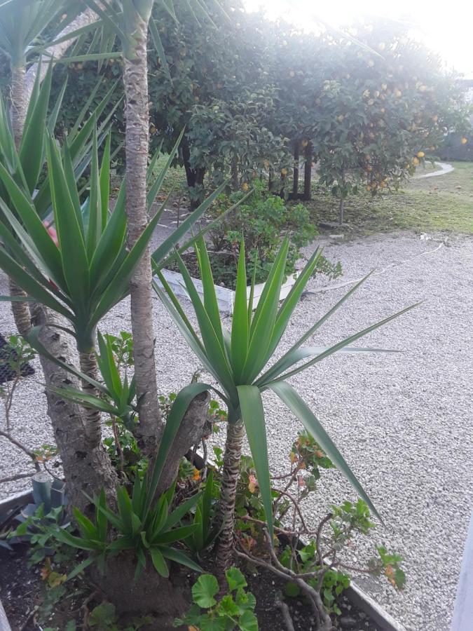 Garden Green Da Virna Torre Annunziata Zewnętrze zdjęcie